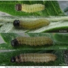 pyr armoricanus larva3 volg12
